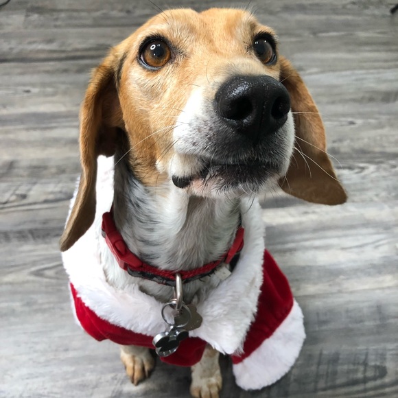 Pet Items ๐ถ๐โ๐ฆบ๐ฆฎ๐โโฌ๐ฑ - Picture 4 of 16